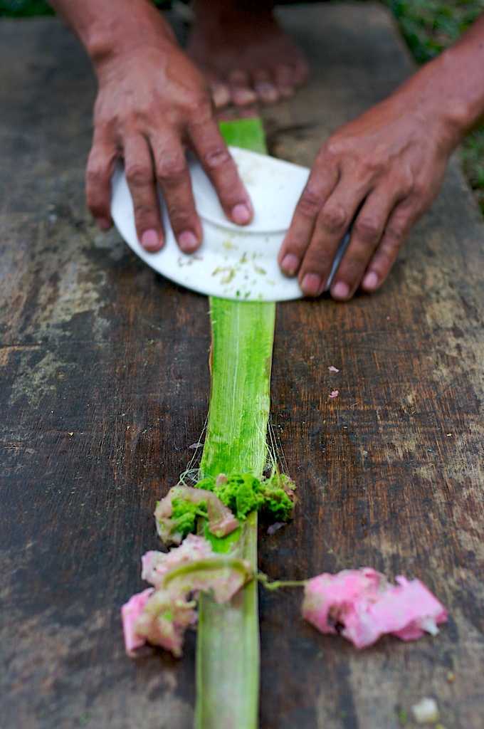 Pineapple-fiber-extraction